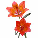 Two lilies on white background.