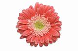 Pink Gerber Daisy Isolated