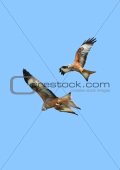 Eagles in Flight