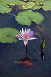 flower water lily pond in