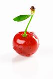 Red-ripe cherry