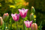 Tulips' tenderness