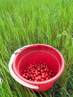 Red cherry bucket in green field