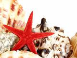 red starfish and sea shells