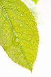 Close Up Leaf & Water Drops