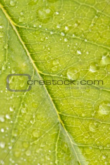 Close Up Leaf & Water Drops