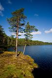 Lake and pine trees