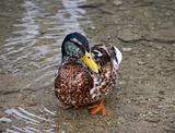 Brown duck in water