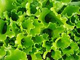lettuce abstract
