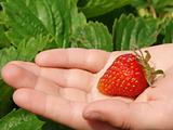 first strawberry 1