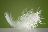 Fluffy white feather