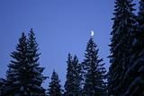 Moon on the tree