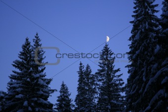 Moon on the tree