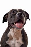 Portrait of the american staffordshire terrier. isolated