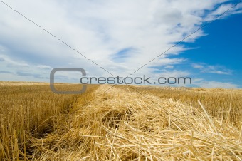 windrows