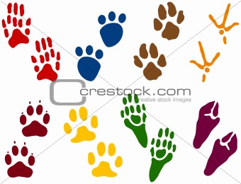 Eight sets of Animal Tracks