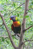 Rainbow Parrot Lori on a Rainforest Branch