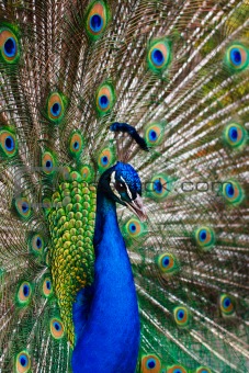 Peacock  peafowl with his tail feathers 