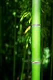 Green Bamboo Stalk