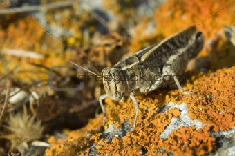 grasshopper on lichen