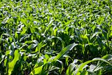 corn field in summer