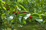 cherry orchard, branch closeup