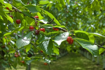cherry orchard, branch closeup