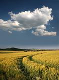 Barley field in Germany, Gerstenfeld bei Kassel