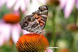 American Painted Lady Butterfly 