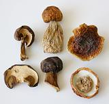 Dried mushrooms.
