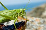 green locust eating meat