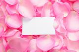Blank card with rose petals