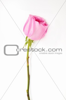 Pink rose isolated