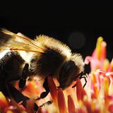 Bee macro