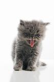 Funny persian kitten