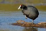 Redknobbed coot
