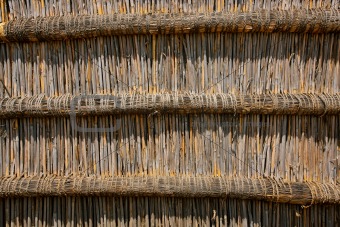 Reed wall background