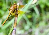 Adult Dragonfly