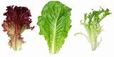 Red leaf lettuce, romaine and endive leaf