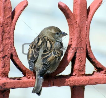 sparrow rests on red fence
