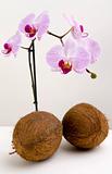 Coco nuts and orchids