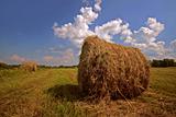 hay meadow