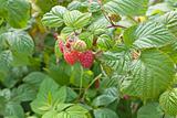 ripening raspberries background