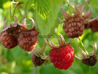 wild raspberries